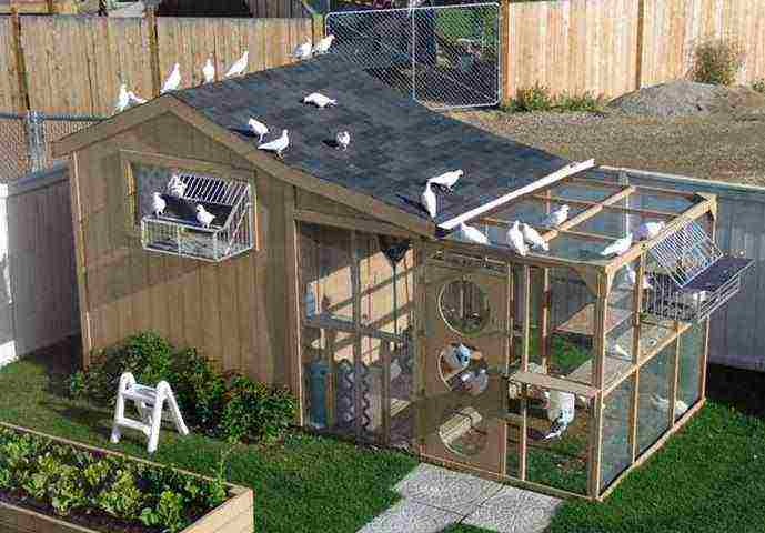 how to raise pigeons at home