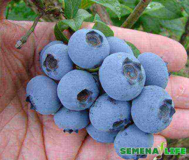 how to grow blueberries at home