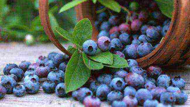 how to grow blueberries at home