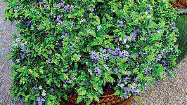 how to grow blueberries at home