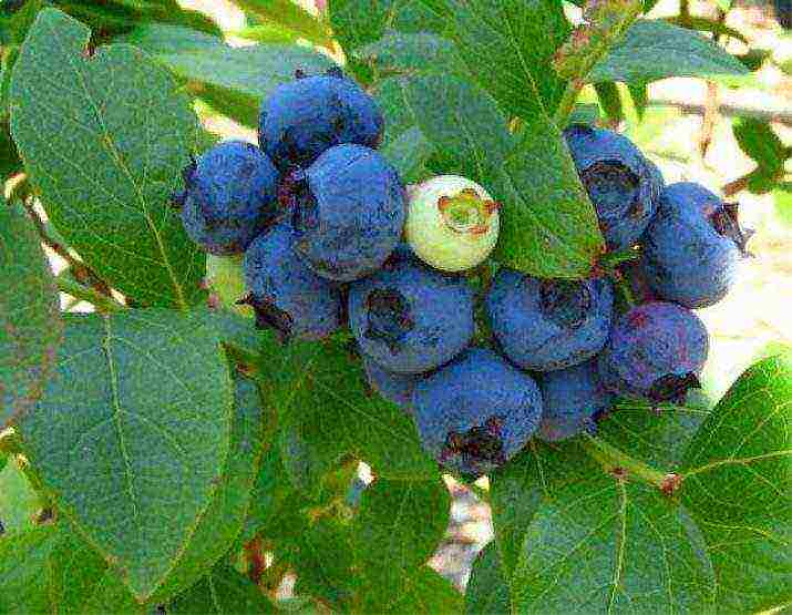 how to grow blueberries at home