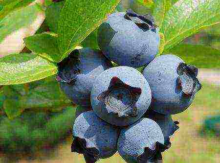 how to grow blueberries at home