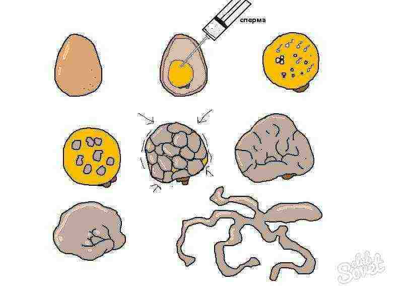 kung paano palaguin ang isang homunculus sa bahay