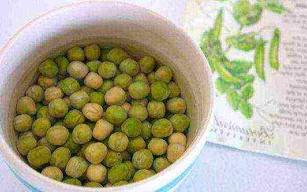 how to grow peas at home