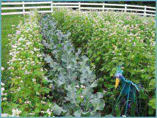 how to grow buckwheat at home