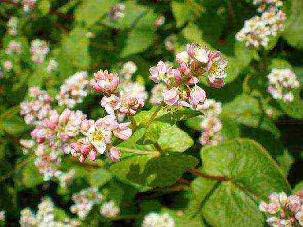 how to grow buckwheat at home