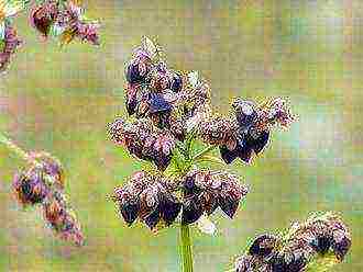 how to grow buckwheat at home