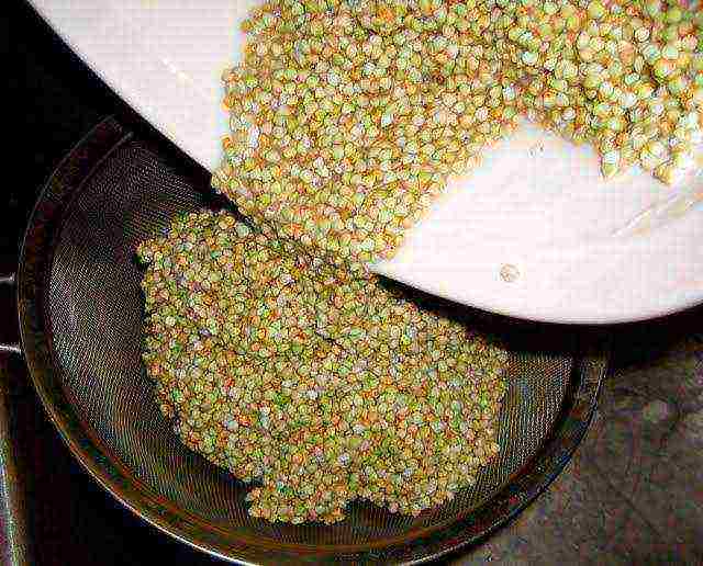 how to grow buckwheat at home