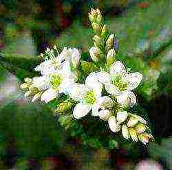 how to grow buckwheat at home