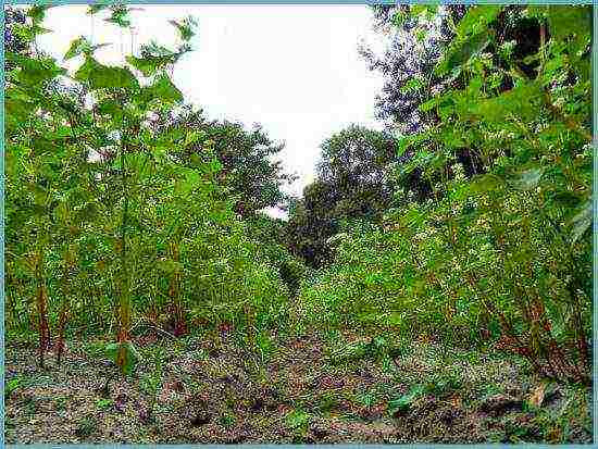 how to grow buckwheat at home