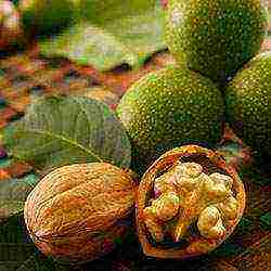 how to grow walnuts at home