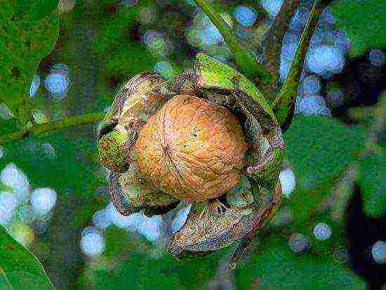 how to grow walnuts at home