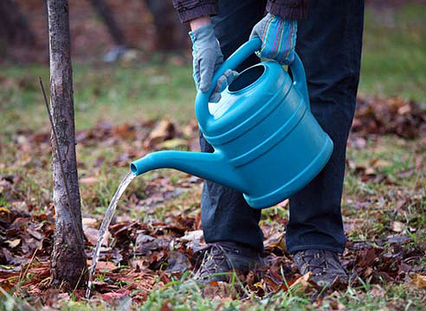 how to grow walnuts at home