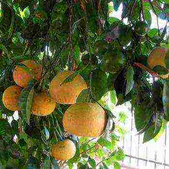 how to grow grapefruit at home