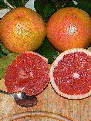 how to grow grapefruit at home