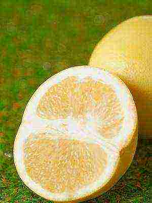 how to grow grapefruit at home