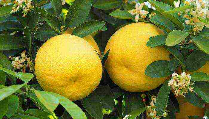 how to grow grapefruit at home