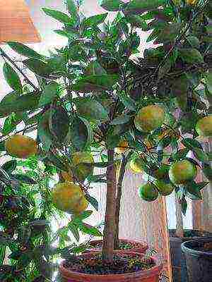 how to grow grapefruit at home