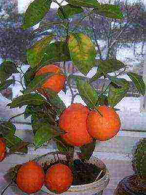 how to grow grapefruit at home