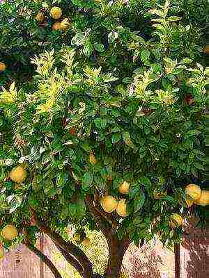 how to grow grapefruit at home