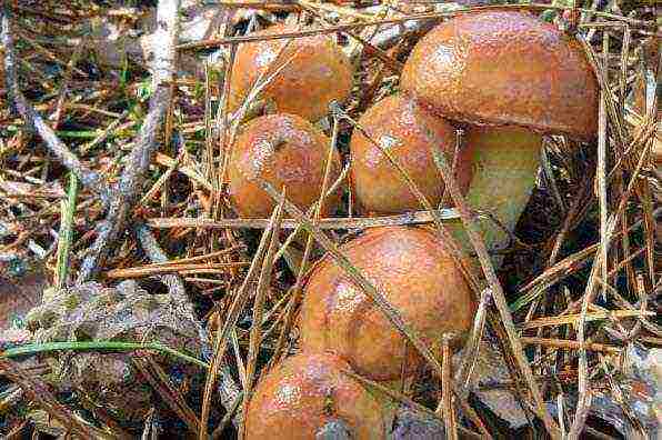 kung paano palaguin ang mga boletus na kabute sa bahay