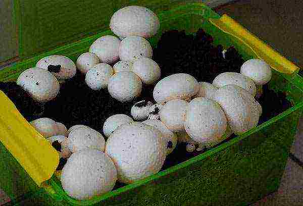 how to grow mushrooms at home and what