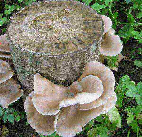 how to grow mushrooms at home on stumps