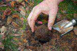 kako uzgajati gljive kod kuće tartuf