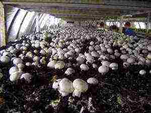 how to grow oyster mushrooms in a greenhouse in bags in winter