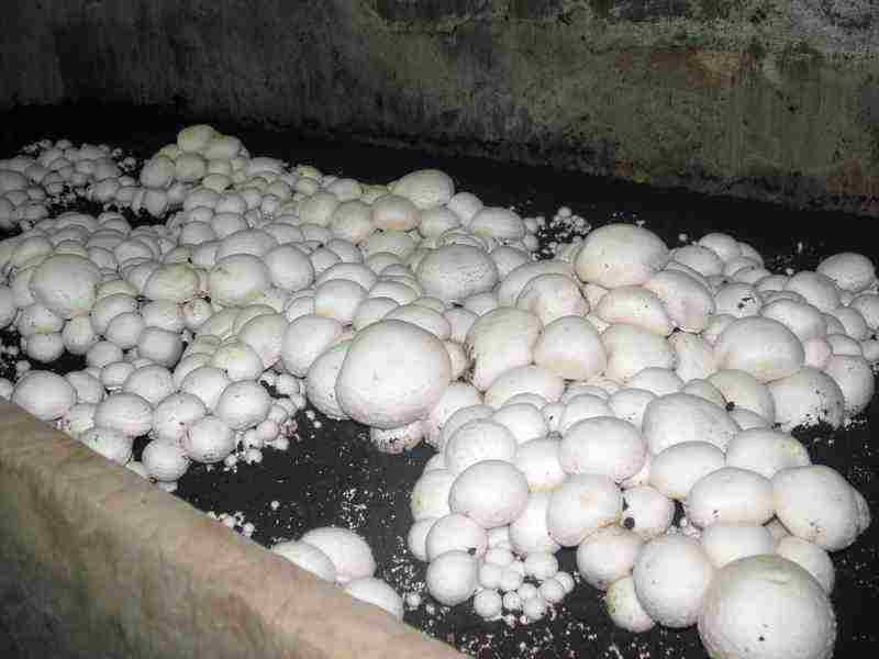 how to grow oyster mushrooms in a greenhouse in bags in winter