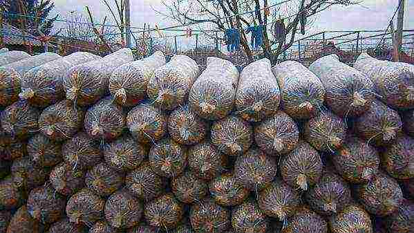 kung paano mapalago ang mga kabute ng talaba sa isang greenhouse sa mga bag sa taglamig