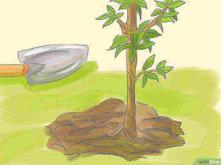 how to grow a pear at home