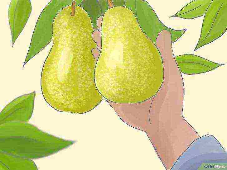 how to grow a pear at home