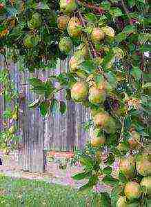 how to grow a pear at home