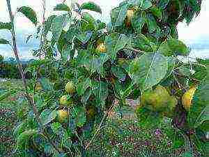 how to grow a pear at home