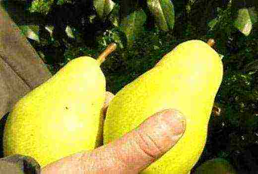 how to grow a pear at home