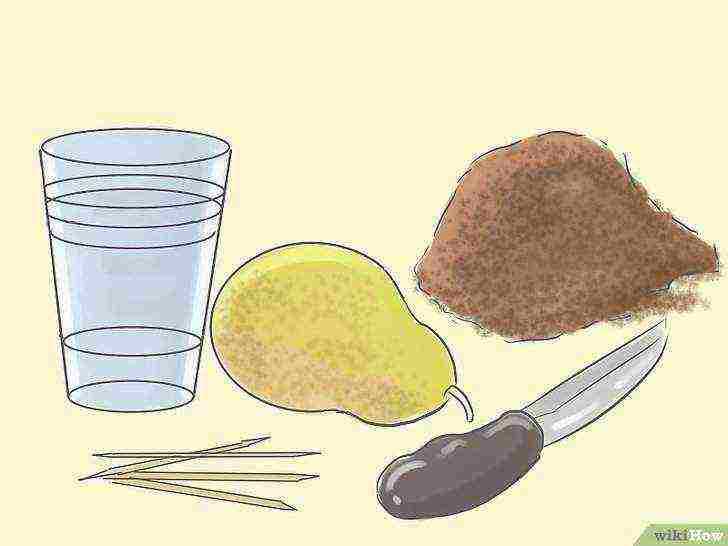 how to grow a pear at home