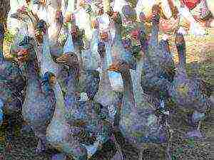 how to raise geese at home how to feed