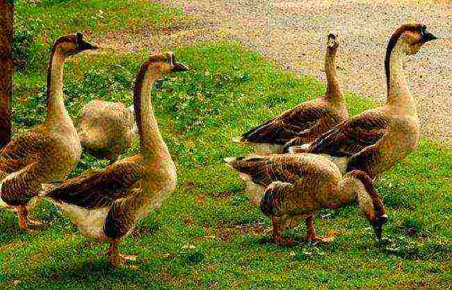 how to raise geese at home how to feed