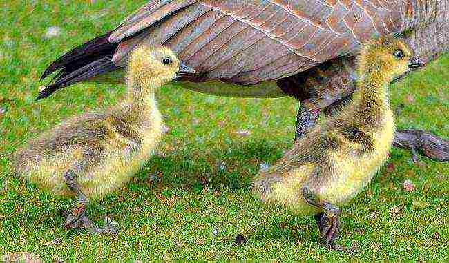 how to raise geese at home how to feed