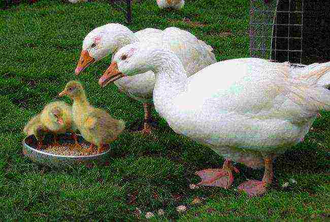 how to grow goslings for meat at home