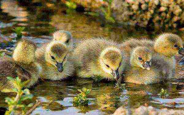 how to grow goslings for meat at home
