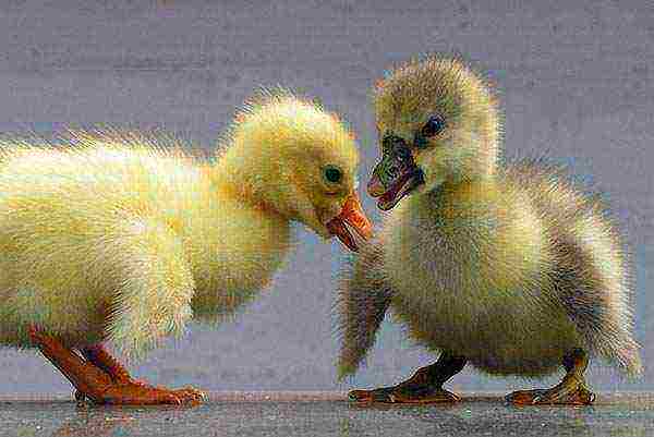 how to grow goslings at home