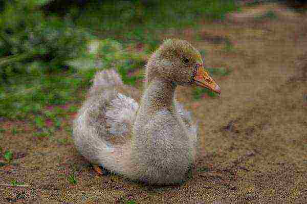 how to grow goslings at home