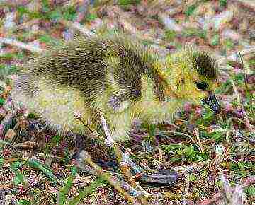 how to grow goslings at home