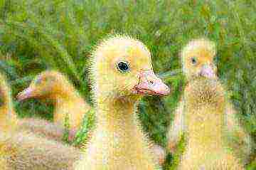 how to raise goslings at home