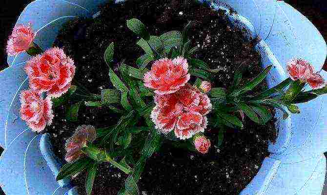 how to grow a carnation at home