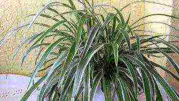 how to grow chlorophytum at home