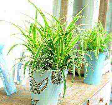 how to grow chlorophytum at home