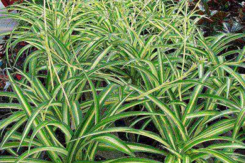 how to grow chlorophytum at home